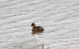 LITTLE GREBE . BOWLING GREEN MARSH . TOPSHAM . DEVON . 19 . 1 . 2013