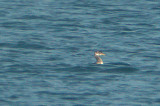 RED NECKED GREBE . BROADSANDS . DEVON . 11 . 12 . 2005