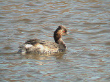  BLACK NECKED GREBE . TURF LOCKS . DEVON 7 . 9 . 2005