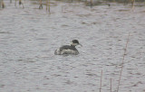 BLACK-NECKED GREBE . DAWLISH WARREN . DEVON . 17 . 1 . 2013