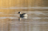 BLACK-NECKED GREBE . DAWLISH WARREN . DEVON . 30 . 11 . 2012