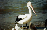 Australian Pelican . Pelecanus conspicillatus