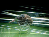 GREEN HERON , THE COACHELLA BIRD RESERVE , INDIO , CALIFORNIA , USA . 21 , 7 , 2009
