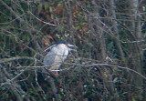NIGHT HERON . BOWLING GREEN MARSH . TOPSHAM . DEVON . 4 . 4. 2006