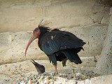 Bald Ibis . Geronticus calvus