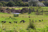 GLOSSY IBIS , THE OTTER ESTUARY NR , DEVON , ENGLAND . 7 , 9 , 2010