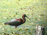 GLOSSY IBIS , WEST ALVINGTON , DEVON , ENGLAND . 1 , 5 , 2007