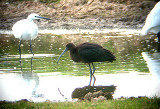 GLOSSY IBIS . BOWLING GREEN MARSH . TOPSHAM . DEVON . ENGLAND . 19 / 9 / 2002