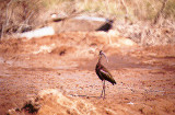 WHITE FACED IBIS . THE SALTON SEA . CALIFORNIA . USA . 27 . 11 . 2004