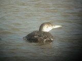 WHITE BILLED DIVER . HALE ESTUARY . HARBOUR , CORNWALL . 1 . 3 . 2007