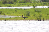 WHITE FRONTED GOOSE . EXMINSTER MARSH . DEVON . ENGLAND . 21 . 5 . 2012