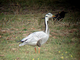 BAR-HEADED GOOSE . EXMINSTER MARSHES . DEVON . ENGLAND . 2 . 4 . 2008