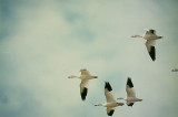 SNOW GOOSE , THE WISTER UNIT , THE SALTON SEA , CALIFORNIA , U.S.A . 13 , 11 , 2004