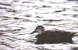 Pacific Black Duck . Anas superciliosa
