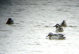 GARGANEY . BOWLING GREEN MARSH . TOPSHAM . DEVON . ENGLAND . 13 . 3 . 2009