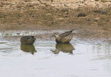 GARGANEY . BOWLING GREEN MARSH . TOPSHAM . DEVON . ENGLAND . 18 . 8 . 2010 