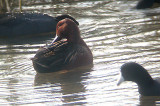 CINNAMON TEAL . THE SAN DIEGO RIVER . CALIFORNIA . U . S . A . 17 . 11 . 2004