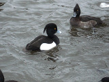 TUFTED DUCK . HELSTON BOATING LAKE . CORNWALL . ENGLAND . 2 . 1 . 2009
