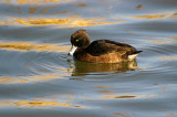 TUFTED DUCK . RADIPOLE . WEYMOUTH . DORSET . ENGLAND . 11 . 1 . 2011