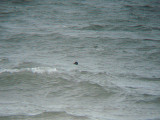 VELVET SCOTER . DAWLISH WARREN . DEVON . ENGLAND . 14 . 1 . 2009