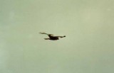 MARSH HARRIER THE SALT PANS ALCUDIA MAJORCA 4 6 1988.JPG