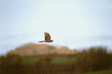 MONTAGUS HARRIER . SLAPTON LEY . DEVON . 28 / 4 / 2002