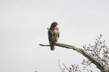 BUZZARD . THE RIVERSIDE COUNTRY PARK . EXETER . DEVON . ENGLAND . 20 . 4 . 2013