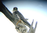( Eurasian ) Hobby . Falco subbuteo