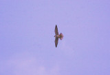 HOBBY . EXMINSTER MARSH . DEVON . 23 . 4 . 2013