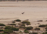  LANNER . Nr AKHFENNIR . WESTERN SAHARA . 4 . 3 . 2010