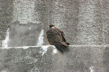 PEREGRINE FALCON ( Juvenile ) . THE TOPSHAM WATER TOWER . DEVON . 14 . 11 . 2011 