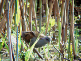  LITTLE CRAKE . EXMINSTER MARSHES . DEVON . 14 . 4 . 2008