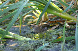 SPOTTED CRAKE . THE GREYLAKE RSBP . SOMERSET . 9 . 9 . 2009