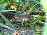 SPOTTED CRAKE . THE GREYLAKE RSPB . SOMERSET . 9 . 9 . 2009