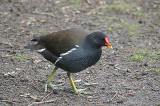 MOORHEN . STOVER PARK . DEVON . 9 . 2 . 2011