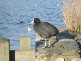  COOT . SLAPTON LEY . DEVON . 6 . 2 . 2008