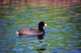  AMERICAN COOT . LA QUINTA . CALIFORNIA . USA . 2 .3 .2000
