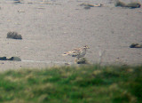 EURASIAN THICK-KNEE , THE AXE ESTUARY , SEATON , DEVON , 13 , 4 , 2007