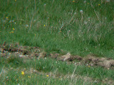 EURASIAN THICK-KNEE . HAXTON DOWN . SALISBURY PLAIN . WILTSHIRE . 3 . 5 . 2009