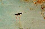 BLACK WINGED STILT . ALBUFURA MARSH . MAJORCA . 10 / 6 / 1988