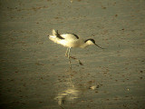 AVOCET . THE EXE ESTUARY . TOPSHAM . DEVON . ENGLAND . 5 / 1 / 2004