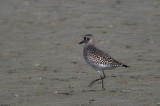  AMERICAN GOLDEN PLOVER , THE SALTON SEA , CALIFORNIA , USA . 22 , 11 , 2004