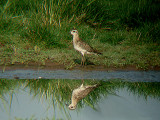  AMERICAN GOLDEN PLOVER . EXMINSTER MARSH . DEVON . 7 . 5 . 2008