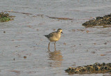 AMERICAN GOLDEN PLOVER . THE EXE ESTUARY . DEVON . 27 . 10 . 2010