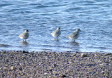 GREY PLOVER , DAWLISH WARREN , DEVON , 10 , 10 , 2013