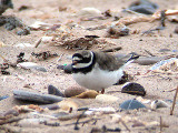  RINGED PLOVER , DAWLISH WARREN , DEVON , 18 , 7 , 2004