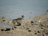KILLDEER , THE WISTER UNIT , THE SALTON SEA , CALIFORNIA , USA . 19 , 7 , 2009