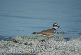 KILLDEER . THE SALTON SEA . CALIFORNIA . USA . 19 . 7 . 2009