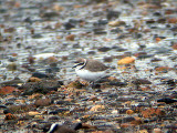 KENTISH PLOVER . DAWLISH WARREN . DEVON . 13 . 4 . 2005