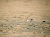 Red-Capped Plover . Charadrius ruficapillus
